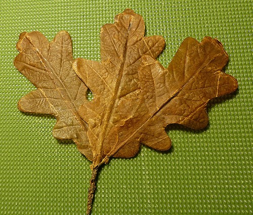 Foglia quercia per - quercia,